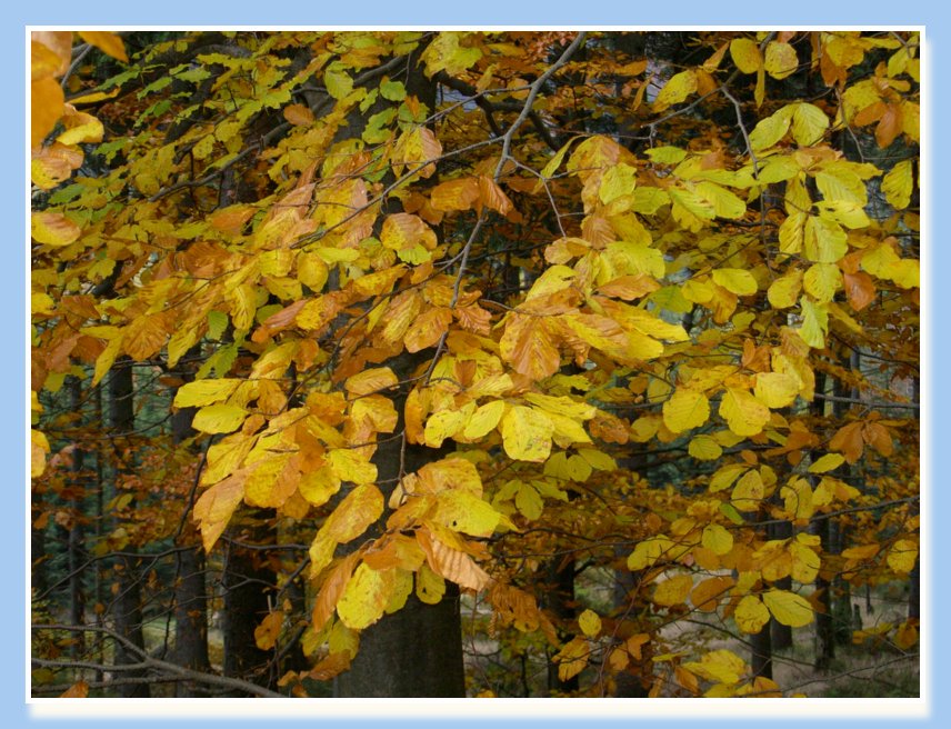20-22.10.2006 NAROZENINY-JIZERKY 024